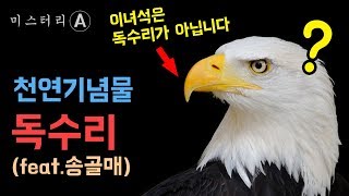 독수리란 무엇인가? / 한국에서 가장 큰 새, 독수리