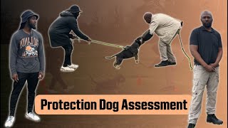 Will my dog protect me against an attack? | Elite Protection Dog Assessment