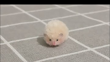 Make Your Own Toys from Scratch - Easy Pipe Cleaner Crafts Animals  Hamster Creations. Original DIY