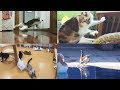 Scared Cats Compilation