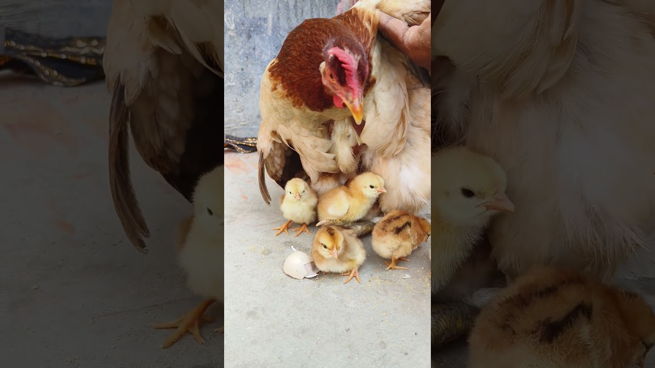 Mother Hen’s Hero Moment! 🦸‍♀️🐔🐣