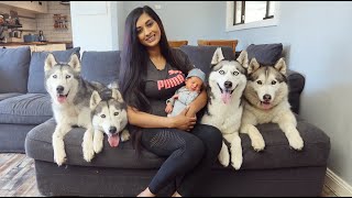 OUR 4 SIBERIAN HUSKIES MEETING THEIR NEWBORN BABY BROTHER ELIJAH FOR THE FIRST TIME! by lishieandfamily 644 views 4 months ago 9 minutes, 48 seconds