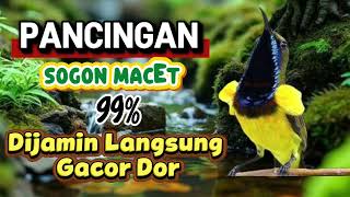 Sogon Macet Dijamin 99 Nyaut Dan Cepat Gacor 