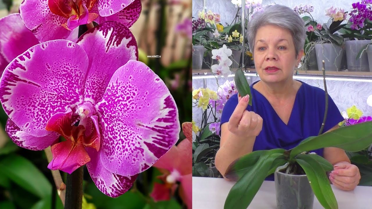 Аварийная посадка орхидеи! У орхидеи перелом корня и оторвался лист ...