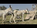 krycie koni zimnokrwistych sokólskish sokoł,  31 October 2021 donkey