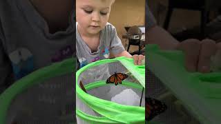 Silas releases a very friendly Monarch Butterfly!