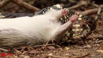 Amazing Capuchin Monkey Save Mouse When Snake Swallow