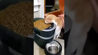 funny cat#cat#cats#catlover #catshorts #funnycats#youtubeshorts #funnyvideo #music#moneycat
