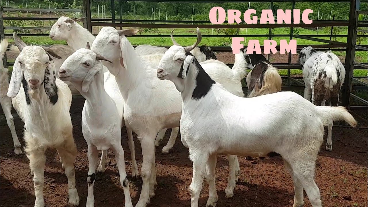 Biggest Goat Shed And Beautiful Goats At Green Valley Agro Goat Farm 