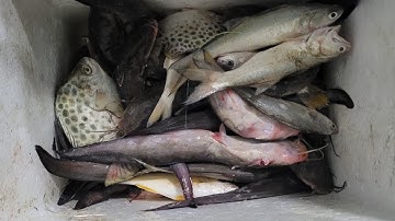 Câu Cá Điện Gió Hòa Bình 1 p3|1 ngày kéo cá đầy thùng| Hoàng Thích Câu Cá #cauca #caucangat #fishing