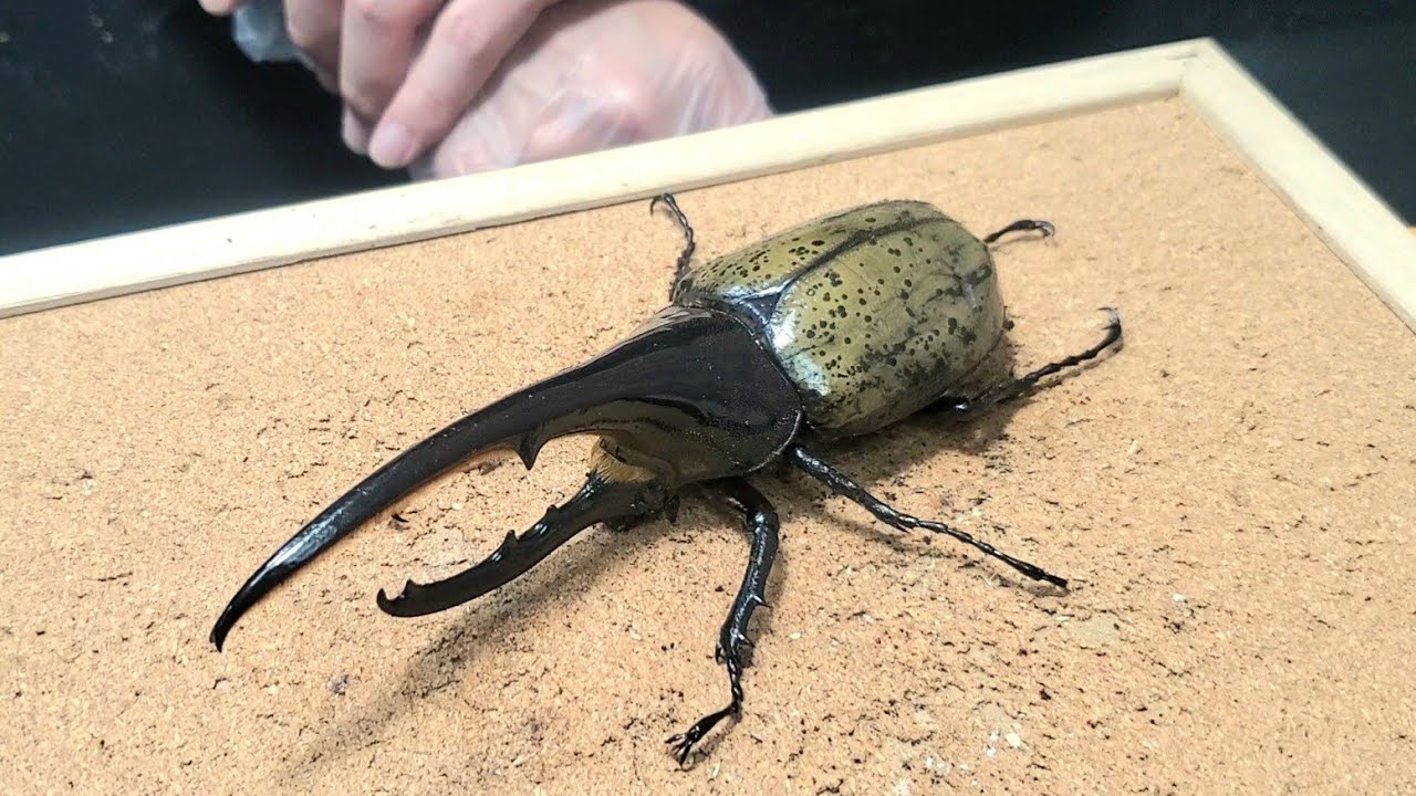 自家製無添加マットでヘラクレスを羽化させた結果…