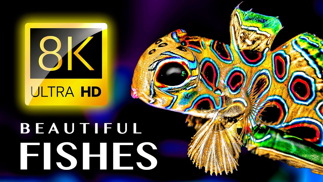 MOST BEAUTIFUL FISHES IN THE WORLD 8K ULTRA HD - YouTube