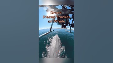 DJI drone places a GPS tracker on a whale in the Sea of Cortez! #dji #wildlife #animal #conservation