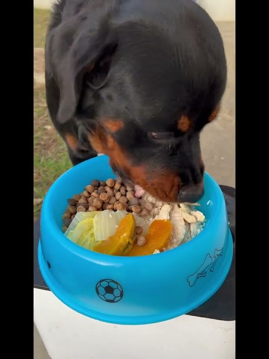 what-is-rocky-eating-for-dinner-oatmeal-chicken-breast-dog