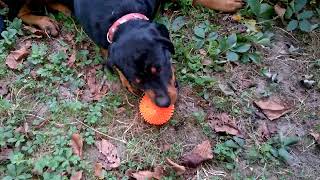 Bella and the rubberball