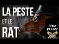 Le rat estil  lorigine de la peste 