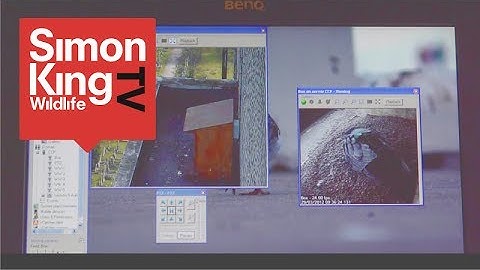 iCatcher and Peregrine Cam
