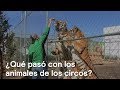 ¿Que pasó con los animales de circo tras prohibición de uso en shows? - Despierta con Loret