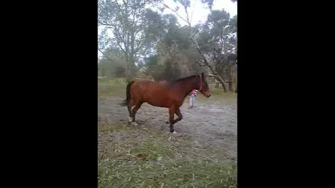 Jackson first time lunged in long time