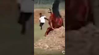 Ketika Zilong Di Kejar Martis