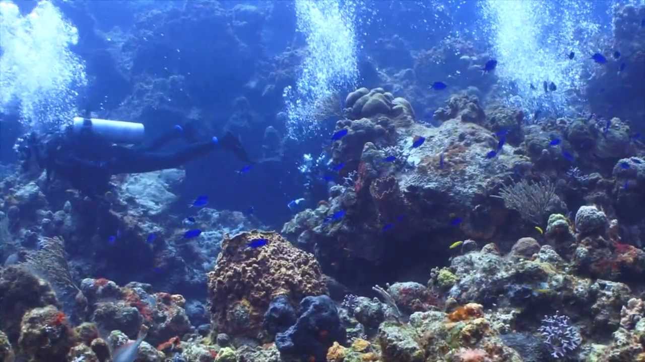 Palancar Caves/Columbia Shallows - Cozumel 2013 - YouTube