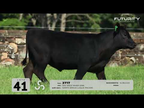 LOTE 41   TAT 3717 M Angus