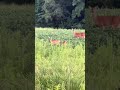 Twin Whitetail Deer Fawns in Our Illinois Field #WildlifeWonder #NatureLovers