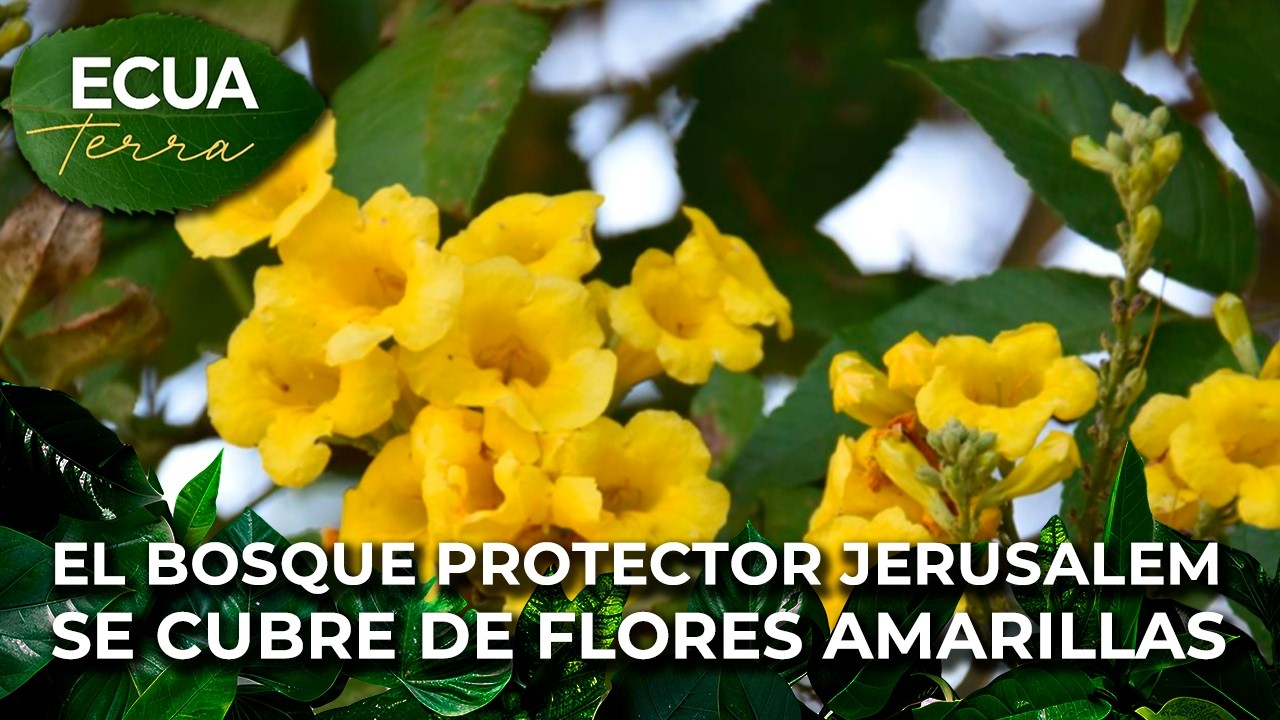 Ecuaterra🌱 El bosque protector Jerusalem se cubre de flores amarillas | Ecuavisa