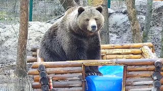 Папин красавец и милый наш озорник 🏠🔨. Медведь Мансур 🐻💕