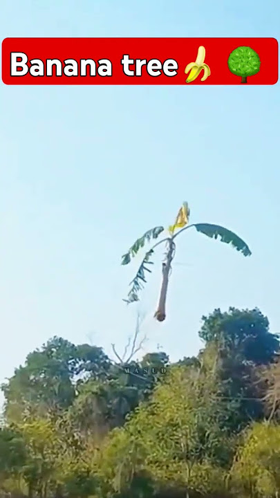 Real Ghost Banana tree