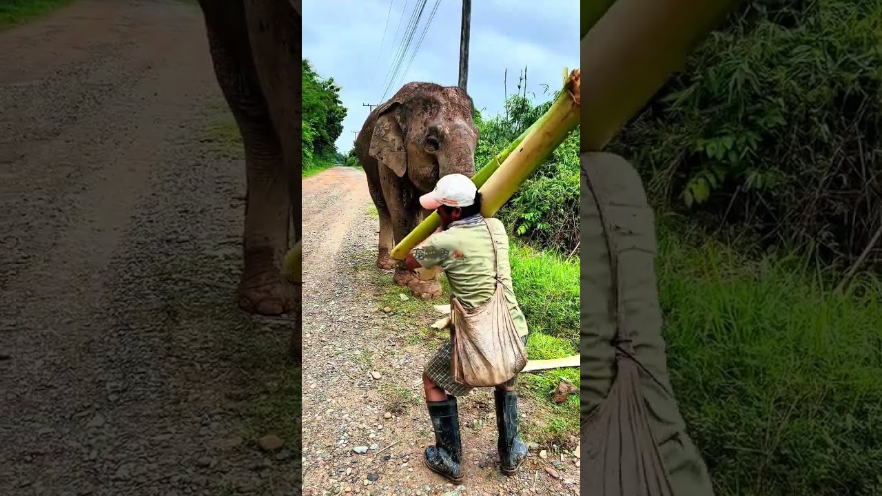 Elephant eating banana tree
