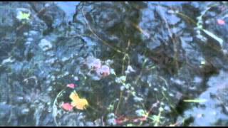 AMPHIBIAN EXAM: FERTILIZATION IN FROGS.avi