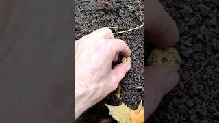 Под дождем с металлоискателем нашёл старую монету #коп #клад #металлоискатель