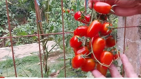 Menanam tomat cherry dari semai sampai panen. Planting Cherry tomatoes.