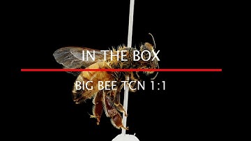 BIG BEE TCN 1:1 In the Box
