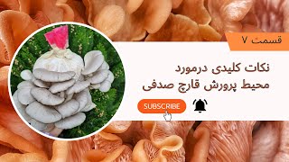 "راهنمای کامل محیط پرورش قارچ صدفی: نکات حیاتی برای موفقیت"