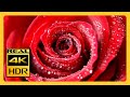 Stunning 4kr roses for relaxing