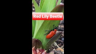 RED LILY BEETLE  II  HOW TO STOP RED LILY BEETLE FROM RUINING YOUR BEAUTIFUL LILLIES  #shorts