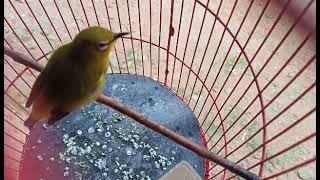 Burung pleci bahan..ngriwik wik wik