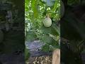 🍈🔥 The Secret to Perfect Melons – Hanging Melons for Better Growth and Quality #shorts #melon