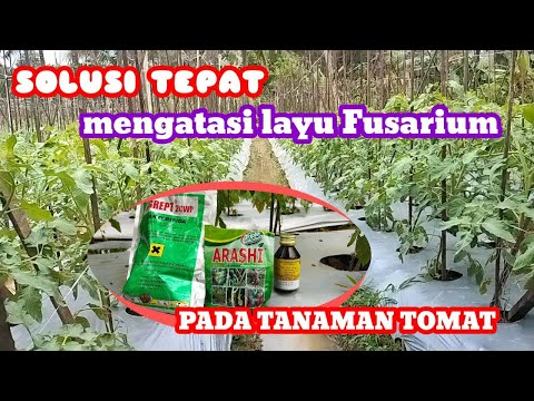 Video: Benjolan Pada Tanaman Tomat - Apa Benjolan Putih Pada Batang Tomat Ini?