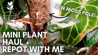 Mini plant haul from North Shore Tropicals + repot with me (featuring a fun new moss pole 😍)!