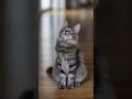 Are Cat Scratches Dangerous? Safe Handling Tips Every Cat Parent Should Know #catlovers #catowners