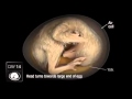 Развитие эмбриона цыпленка в яйце