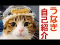 【自己紹介】猫のうなぎくん (性格、誕生日、好きなもの etc...)【保健所猫】vol.66