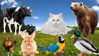 Cute little animals sounds-Duck,Cat,Chicken,Chicken,Rabbit,Cow,Parrot,Bear and Other animals Sounds by Animal Moments  1,506 views 2 months ago 8 minutes, 17 seconds