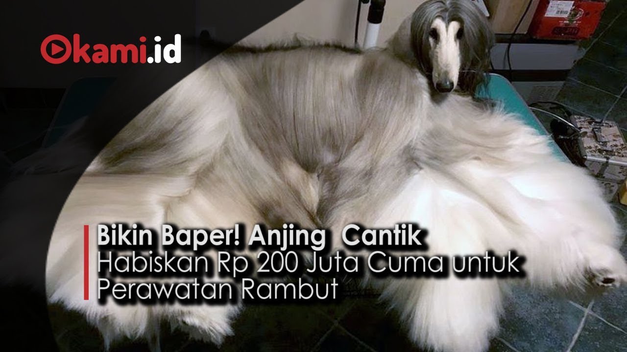 Bikin Baper Anjing Cantik Habiskan Rp 200 Juta Cuma Untuk