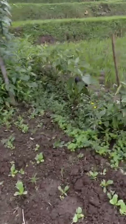 story wa || Ojo di bandingke || Deny caknan