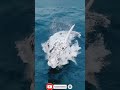 The Rarest White Whale Spotted! 🐋😱 #trending