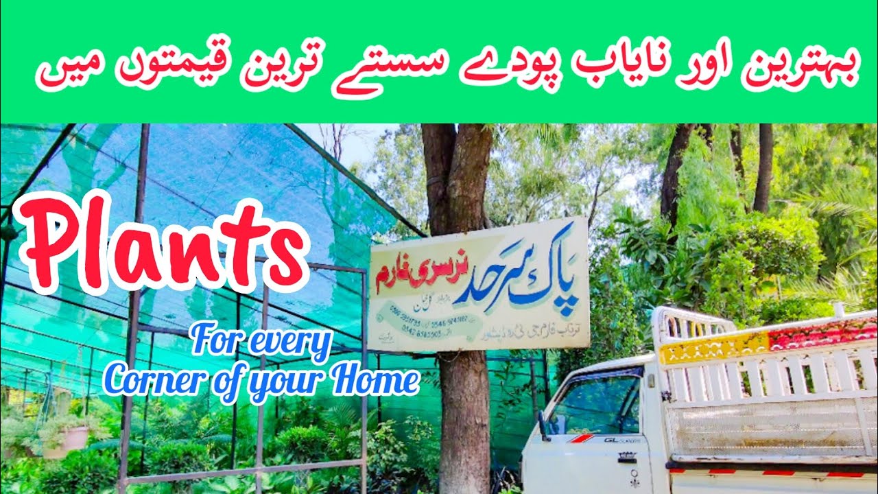 Biggest nursery farms of Pakistan cheapest plants nursery in tarnab